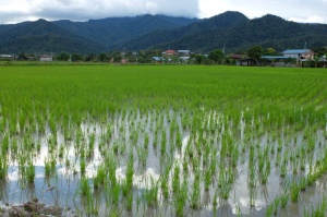Bario rice fields